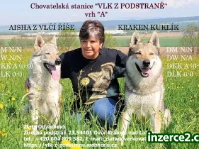 ČSV Vlk z podstráně vrh A
