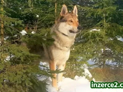 Náhled
