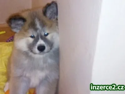 Akita inu štěnata