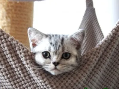 Britská  "whiskas" koťátka s PP