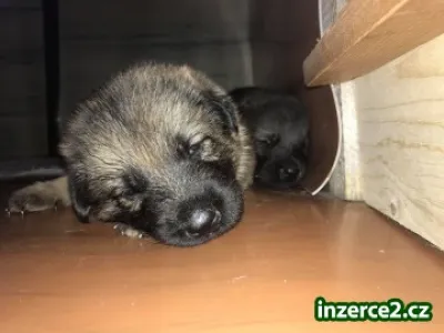 Štěňátka Německý ovčák