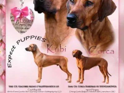 Rhodesian Ridgeback