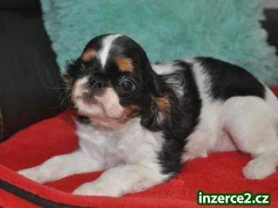 King charles spaniel s pp