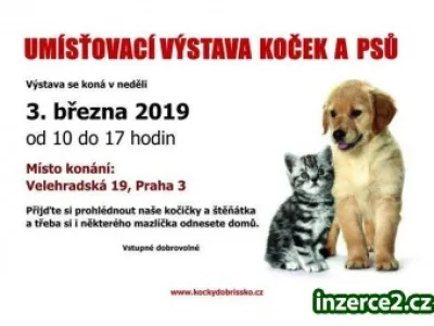 Umísťovací výstava koček a psů