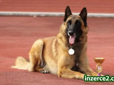 Belgický ovčák Malinois