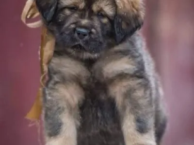 Tibetská doga