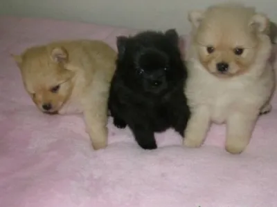 Pomeranian s PP