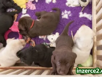 Fenky Labradorského retrievera s PP