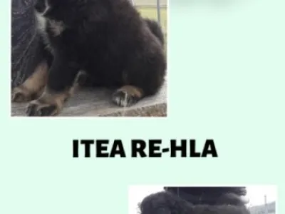Tibetská doga – štěně