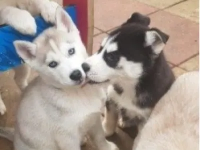 Rozkošný sibiřský Husky štěňata na prodej