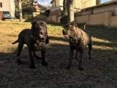 Bandog