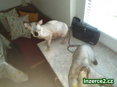 Kocourek a kočička Sphynx zdarma