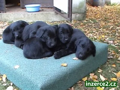 FLAT COATED RETRIEVER - štěňata