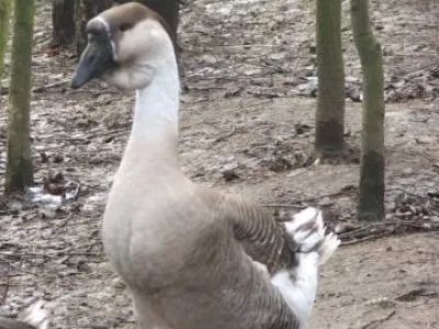 Líheň čistokrevné drůbeže z renomovaných chovů: