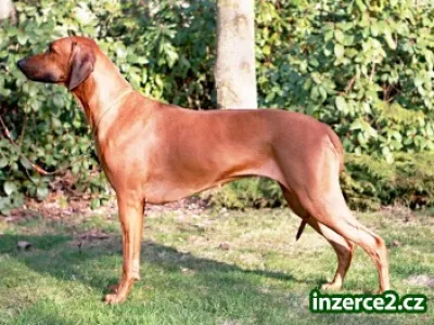 Rhodéský ridgeback - štěňata s PP