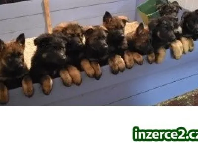Německý ovčák s PP