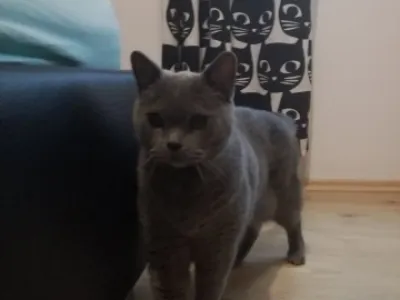 Britská krátkosrstá kočka