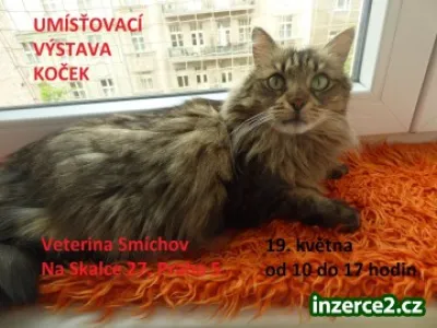 Umísťovací výstava koček v Praze 5