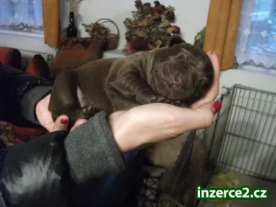 Labradorský retrívr - štěňátka