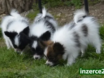 Papillon