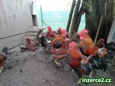 Líheň čistokrevné drůbeže
