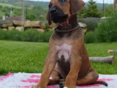 Rhodésky ridgeback s PP