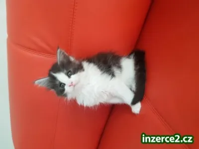 Mainská mývalí kotátka s PP
