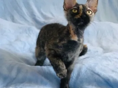 Sphynx kote s PP k prodeji