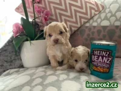 Krásná štěňata Maltipoo