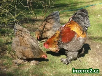 Líheň čistokrevné drůbeže