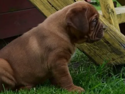 Dogue de Bordeaux, Bordeauxska doga