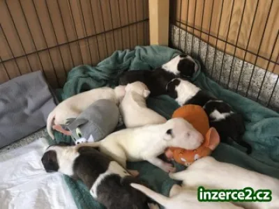 Anglický bullterrier s PP bulterier