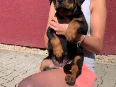 Rottweiler - špičková štěnata