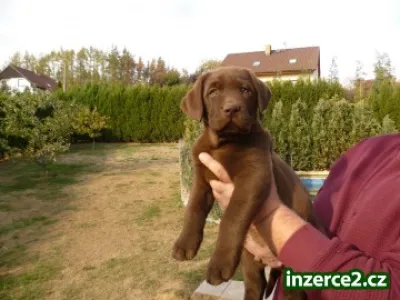 Labradorský retriever
