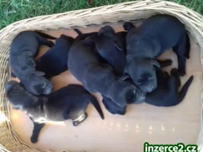 Flat Coated Retriever - nabízíme štěňata s PP