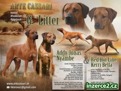 Rhodesian Ridgeback štěňata