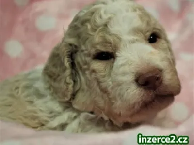 Lagotto Romagnolo