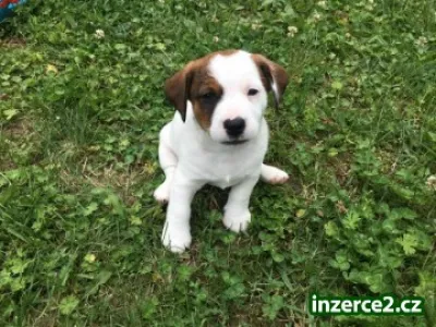Pejsek Jack Russell Teriér