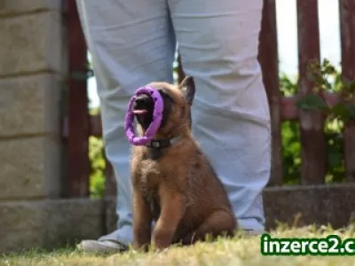 Belgický ovčák malinois