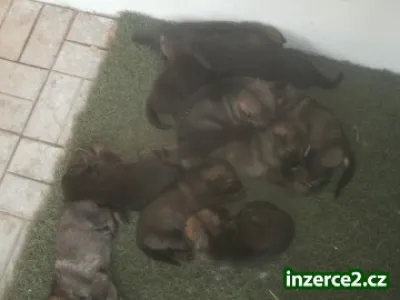 Štěnata něm. ovčáka