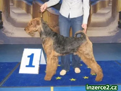 Erdelterier, štěňata s PP
