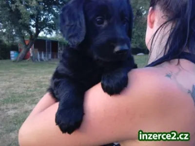 Štěňatka flat coated retriver