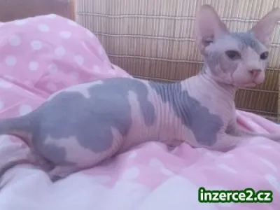 Sphynx kotě