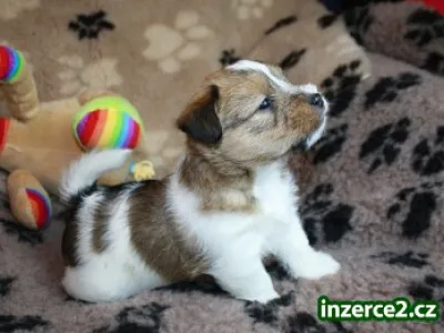 Jack Russel terier s PP