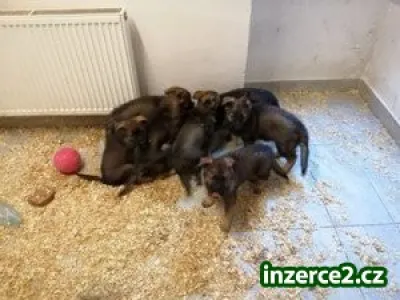 Německý ovčáka  - štěňata s PP