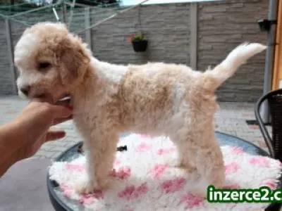 Lagotto Romagnolo - Italský vodní pes