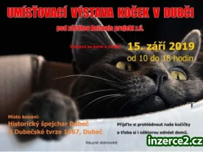 Umísťovací výstava koček v Praze