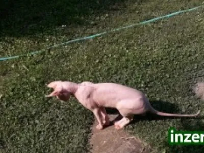 Nabídka krytí 1.500 Kč