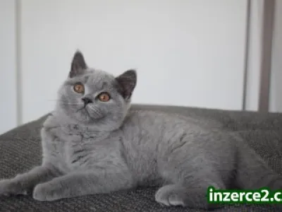 Britská koťátka s PP
