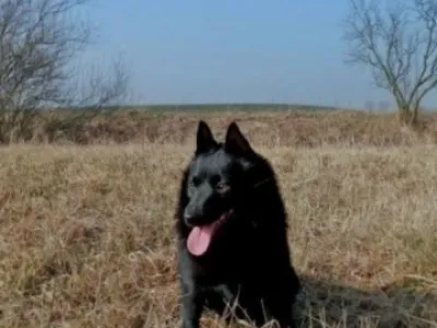 Štěňata Šiperek